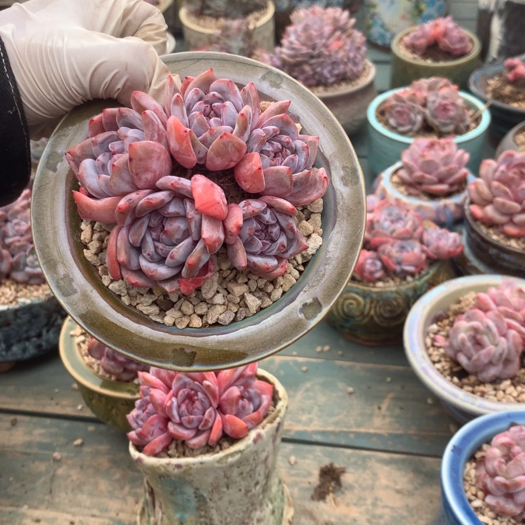 无花朵无砍花花花花花花花52