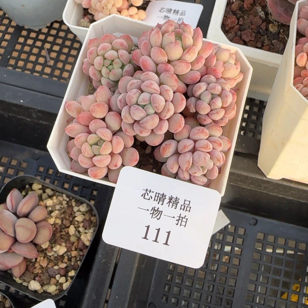 H****丶闪购精品多肉111号