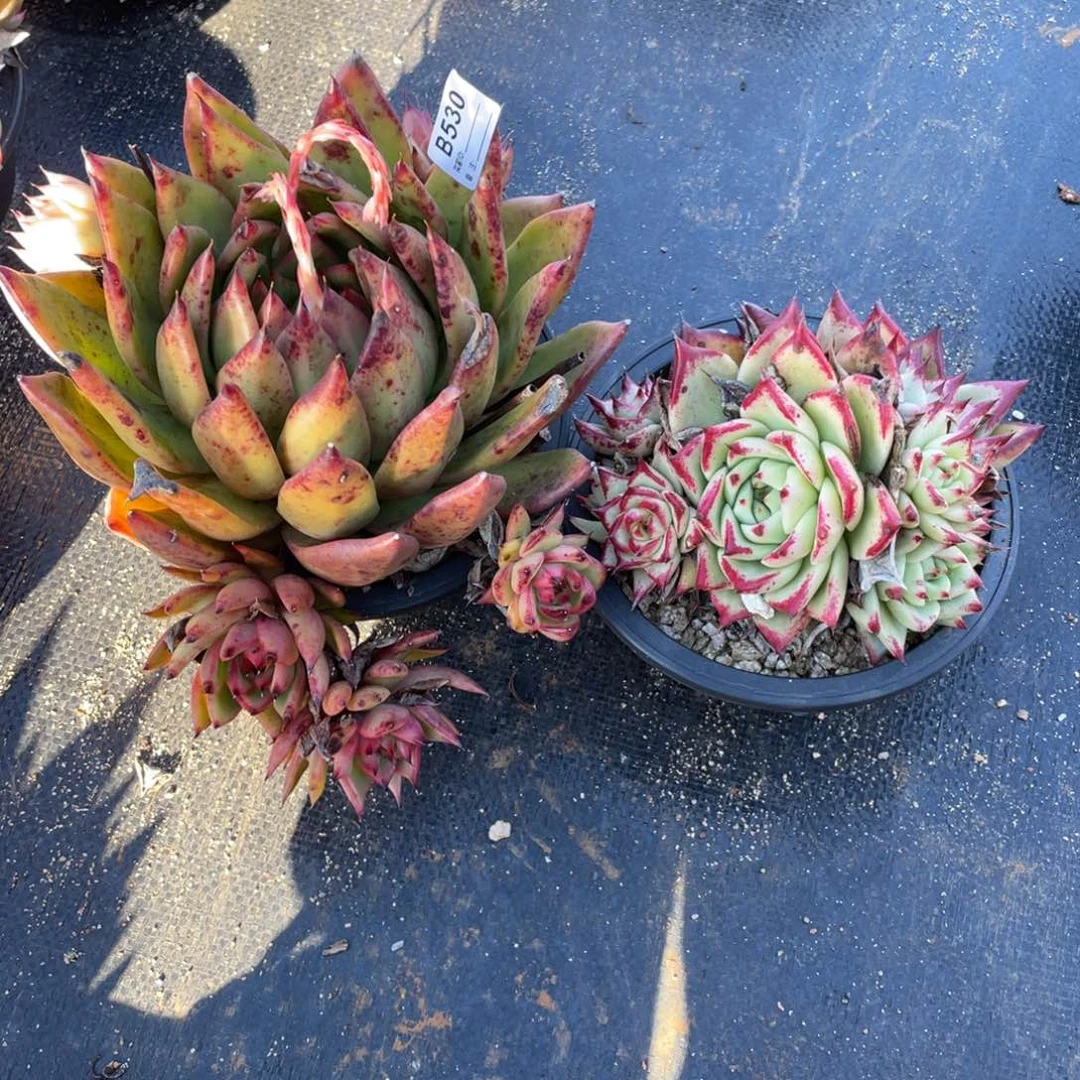 无花朵若如东云单拍B530