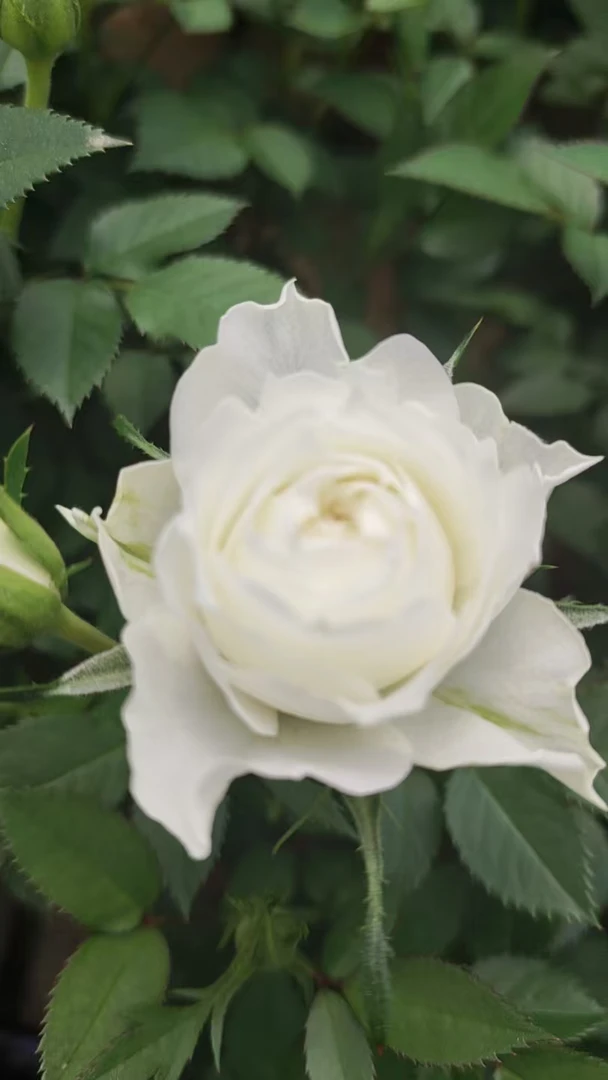 婚礼之路玫瑰花苗带花苞发货阳台庭院种植云南基地直发