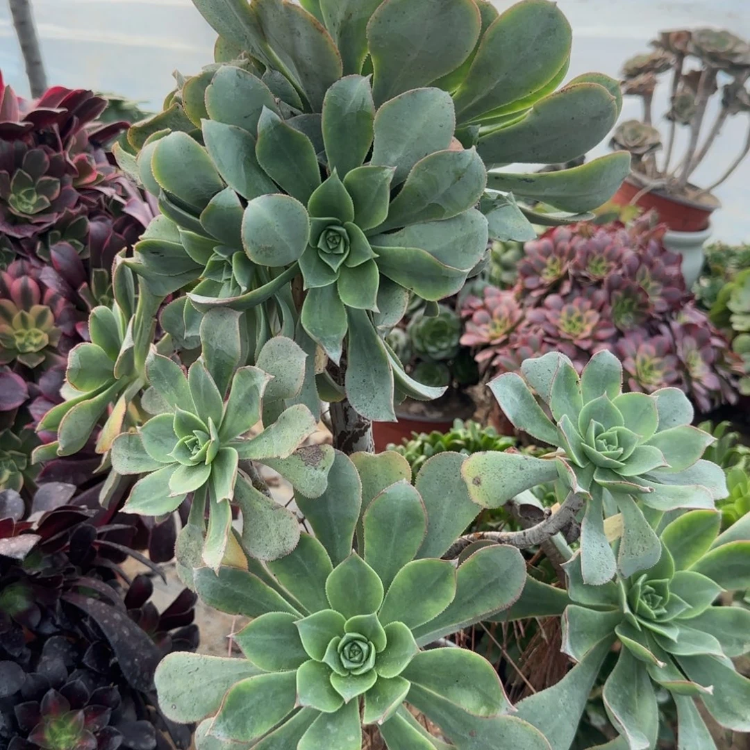 蓬莱阁妖桩三年桩孤品包邮断枝不包