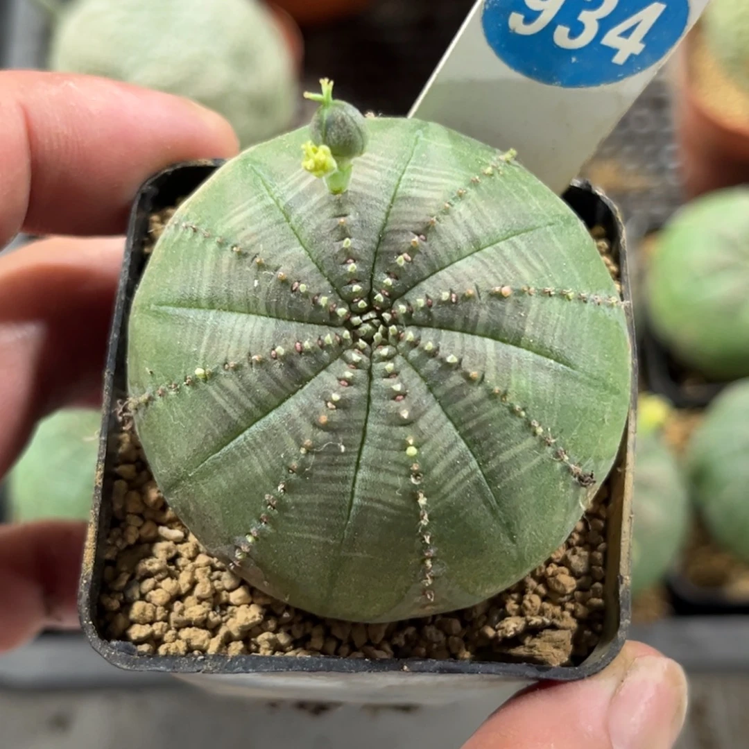 934自根布纹球带盆带土