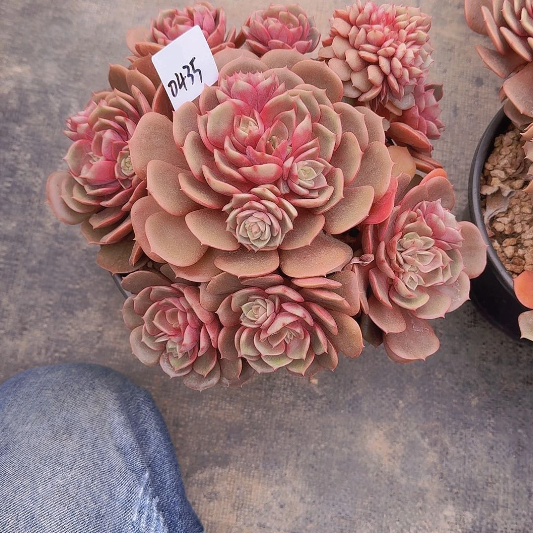 润***）0435大红袍多肉植物