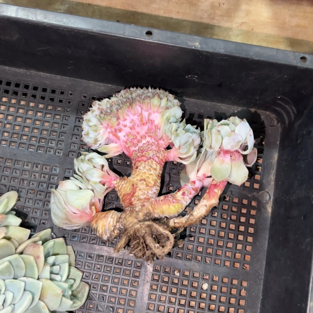 槿桦精品星影缀化