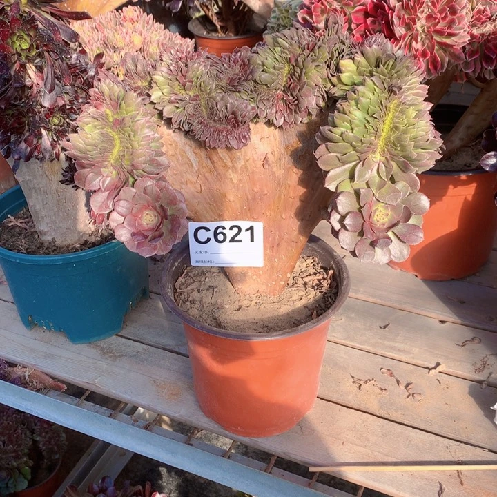 621万圣节缀多肉法师