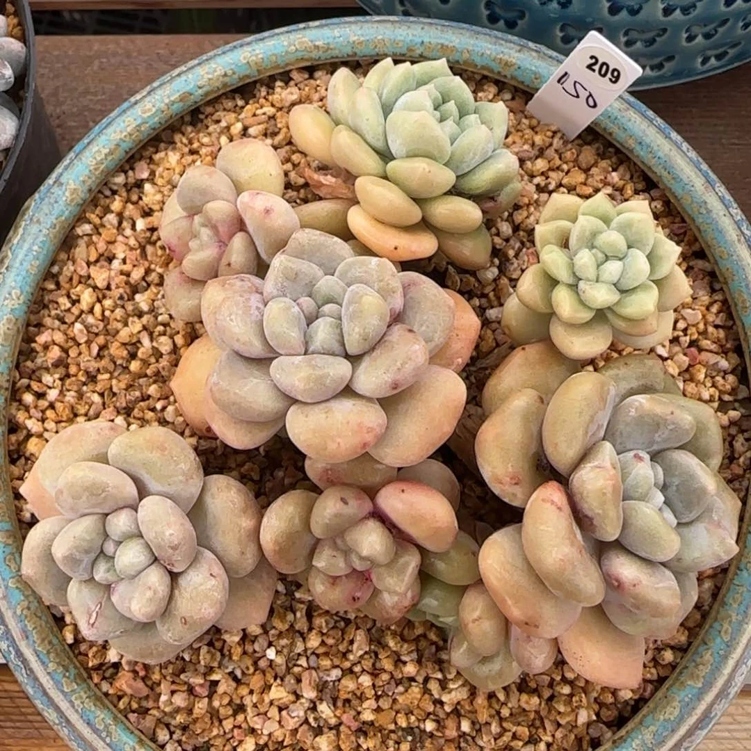 叶植庭多肉：冰橙石化209