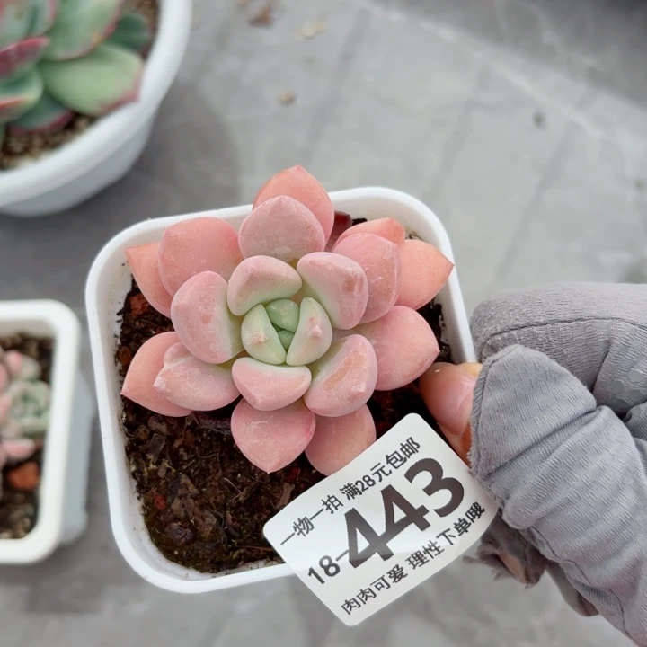 花斑鹿无盆土发货多肉多
