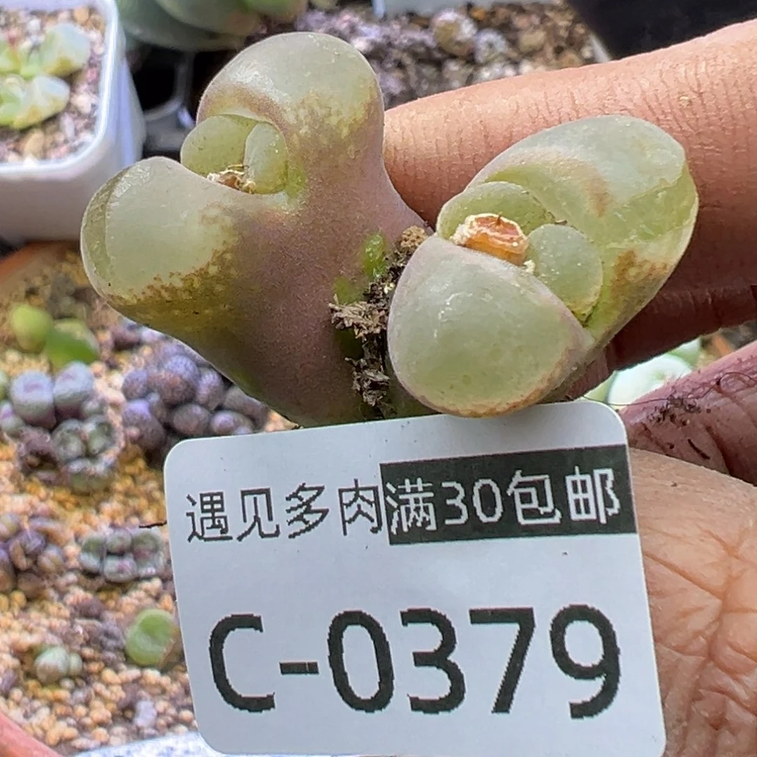 多肉植物1111111111111111