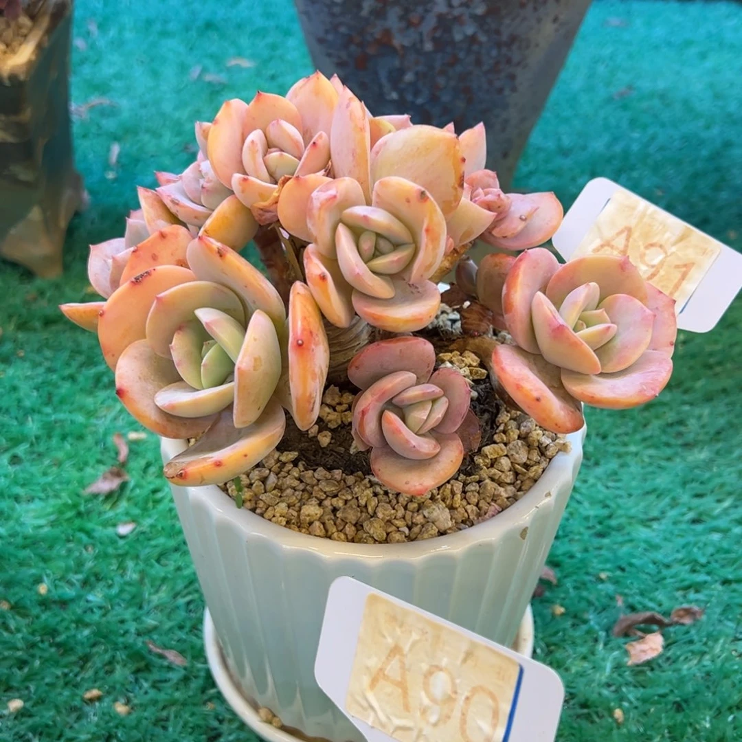 白月光（微瑕），，，，，，，