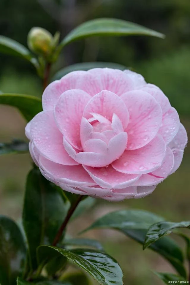 茶花多色重瓣耐寒山茶花盆栽地栽好养耐寒庭院花卉