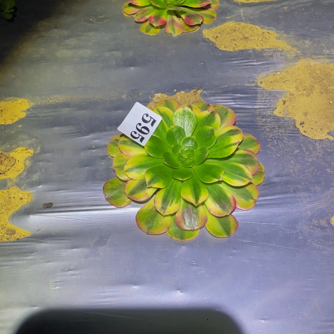 雨荷多肉多肉植物595