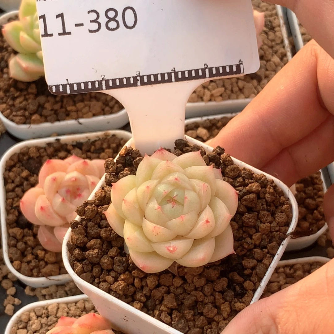 包子麦秆优选58包邮