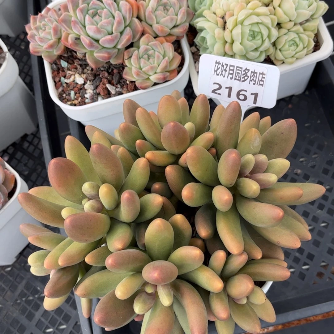 あ***³多肉植物2161………….