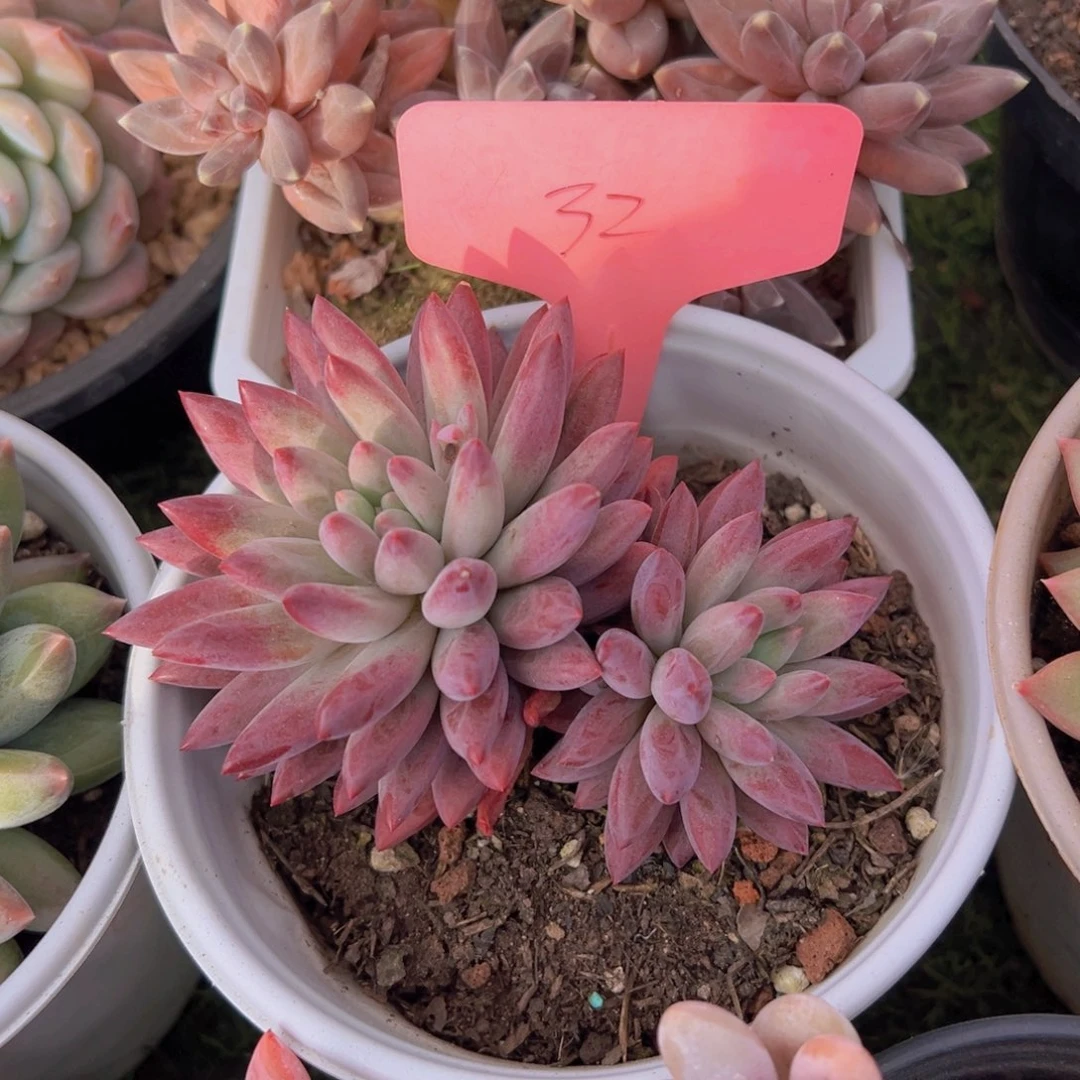 香玉的故事是一个人的