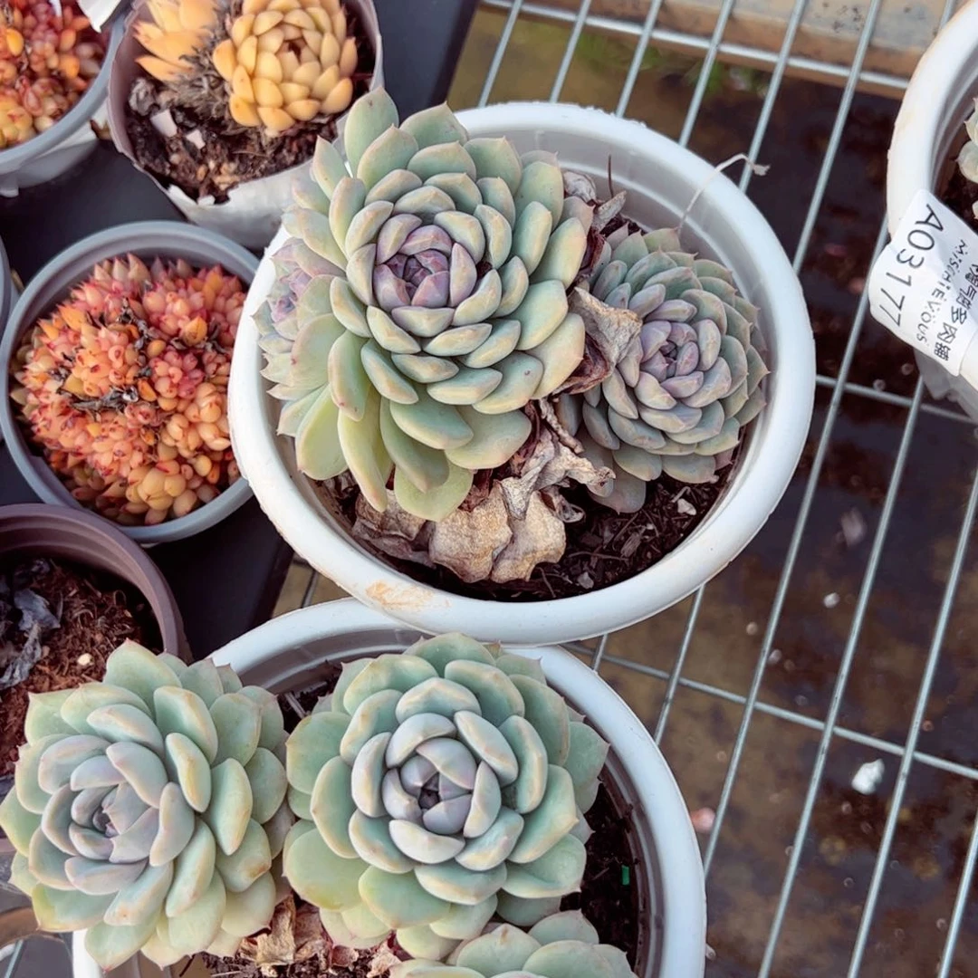 秘境冰魄双头两盆老桩