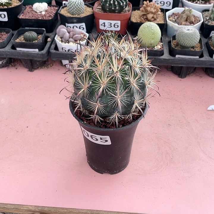 065实生大虎爪玉仙人球