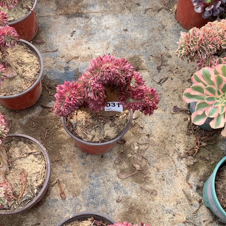 031黑铜白缀多肉法师