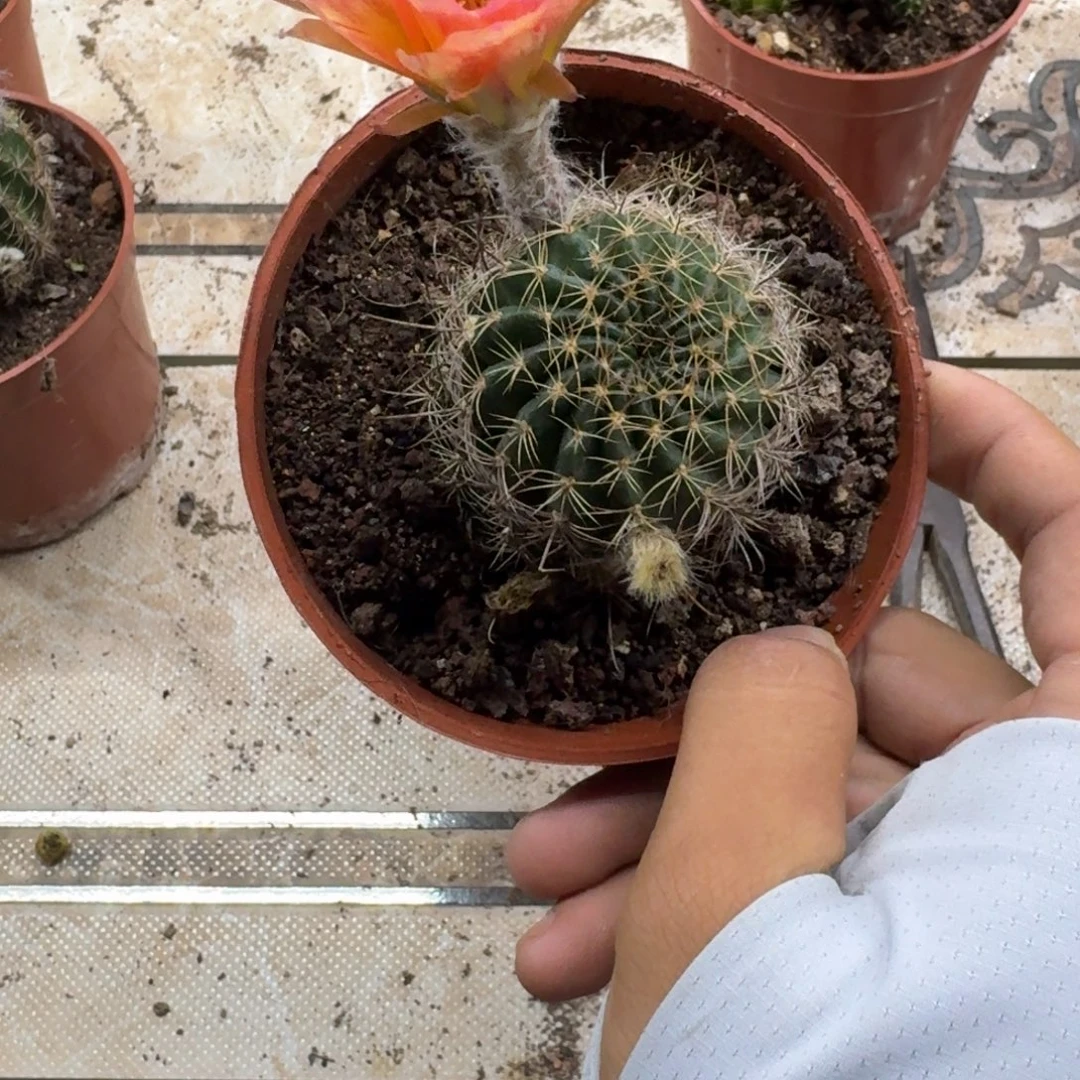 爱***中无花朵丽花哈哈哈哈哈哈哈哈