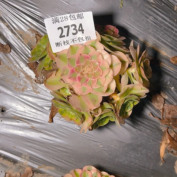 2734荔枝多肉植物保护