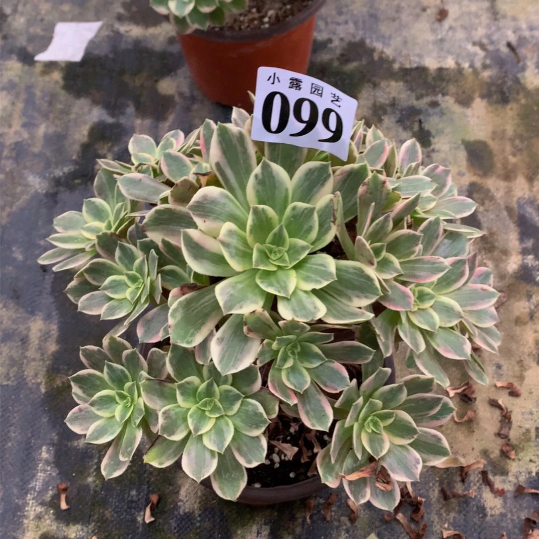 ღ**এ多肉植物099浣纱8888