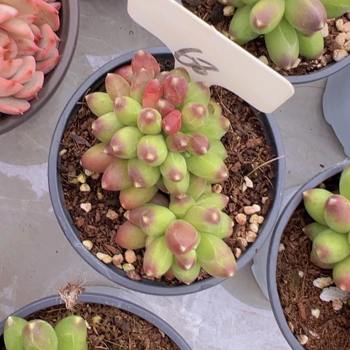 健健康康平平安安