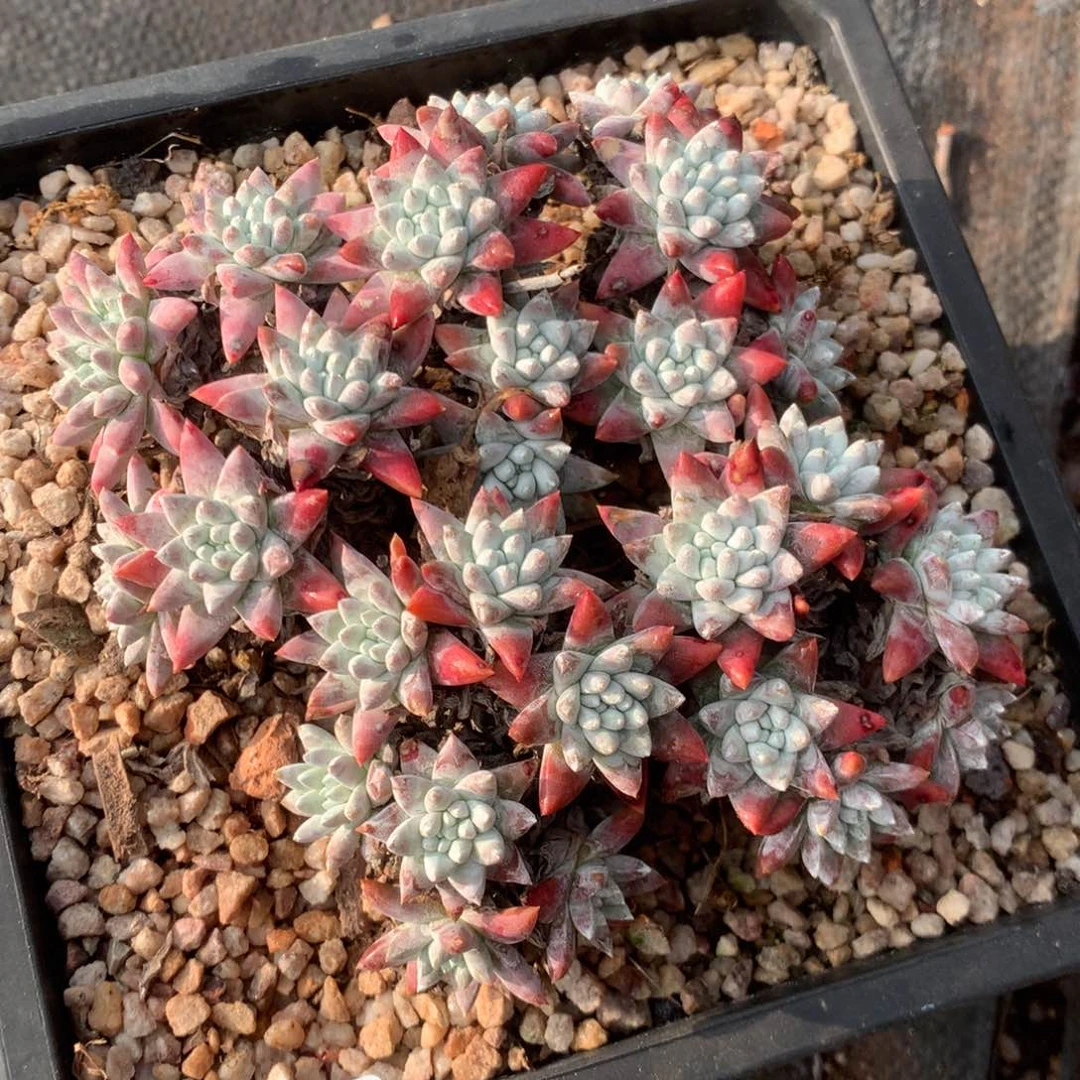 颖*?韩菊福利出，2月8日发货多肉