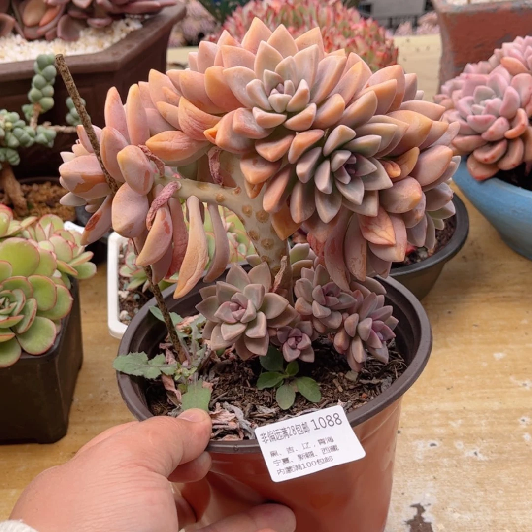 【闪购商品】1088淡雪缀