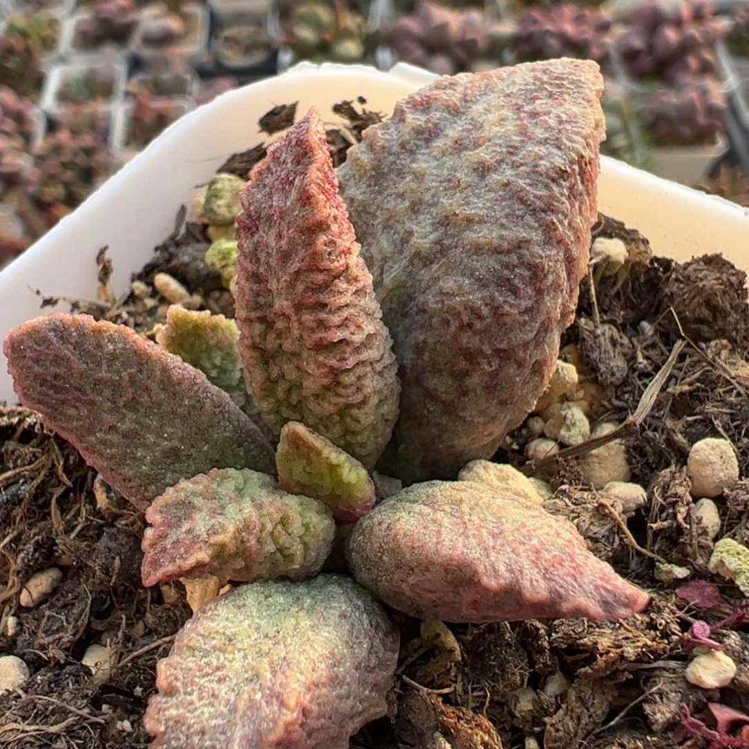 融化纹猪肝带倒刺多肉植物
