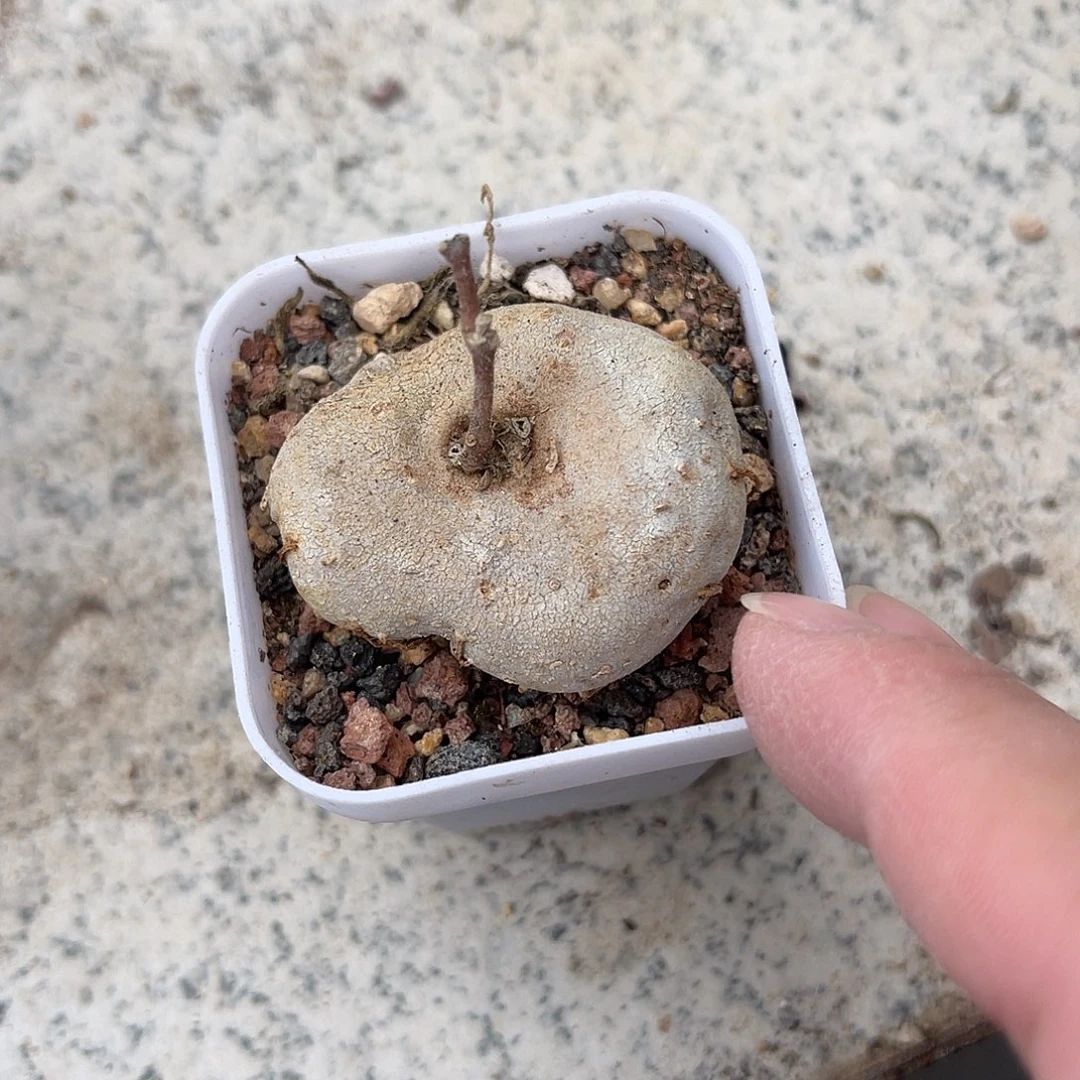 实生玉扣球兰一物一拍