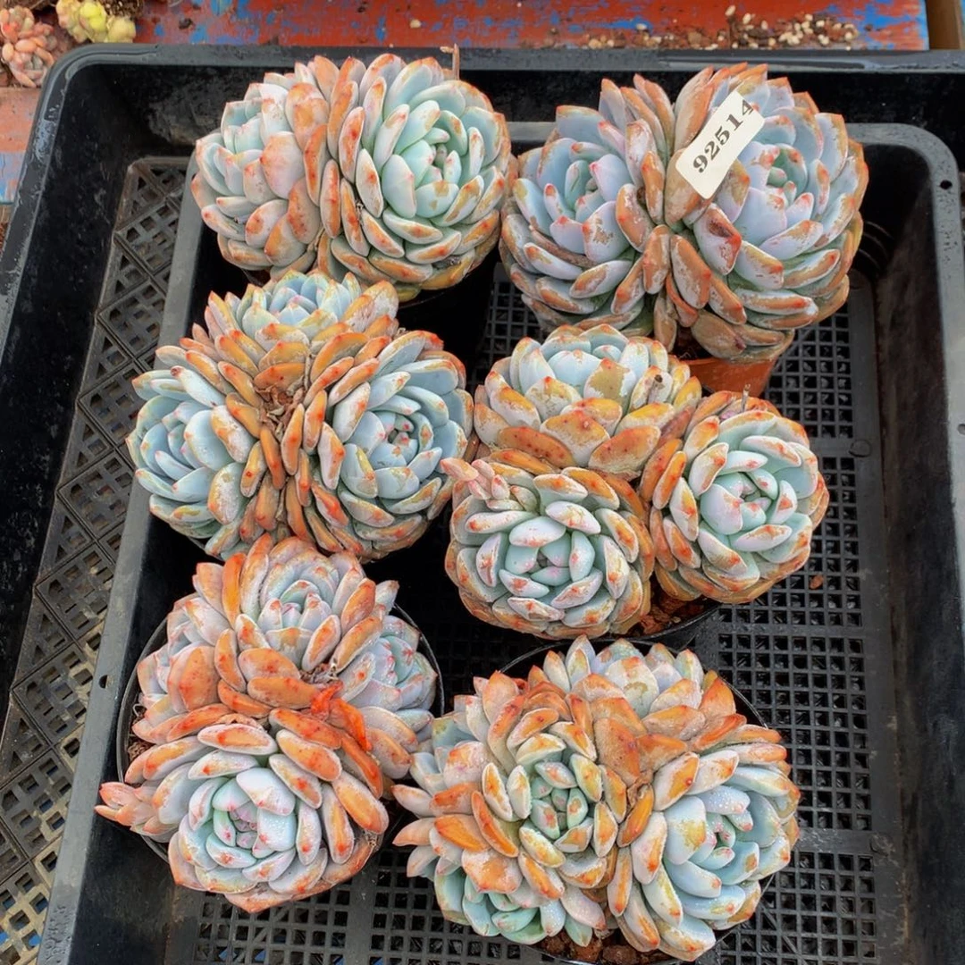 92514六个嗯嗯嗯嗯嗯嗯好喜欢