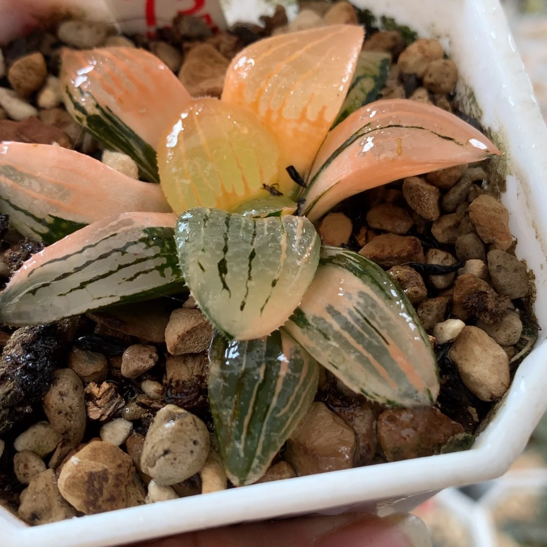 以实际为准73亲指姬