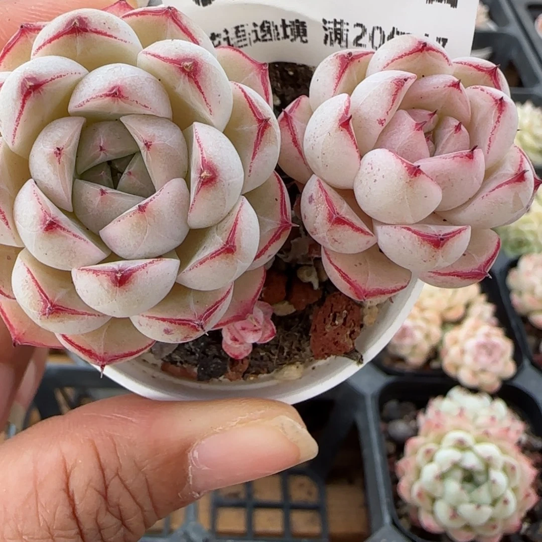 花语逸镜0129-684