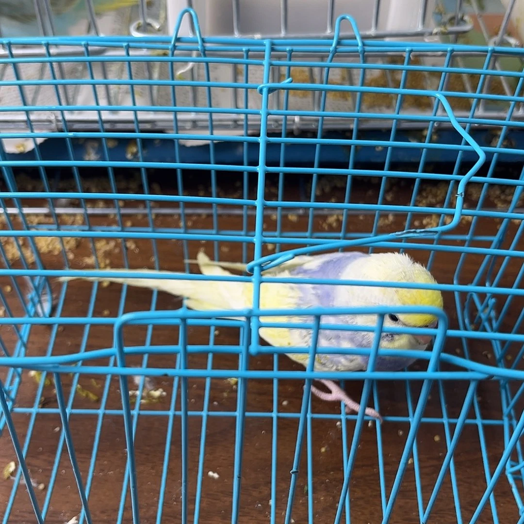 虎皮鹦鹉金彩鹦鹉
