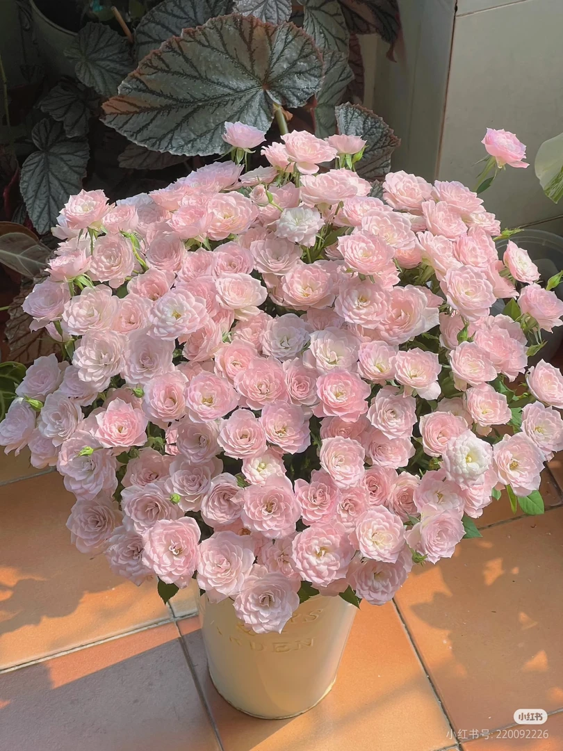 完美甜蜜10支 两单包邮一单或低温不拍保温冻坏不售后