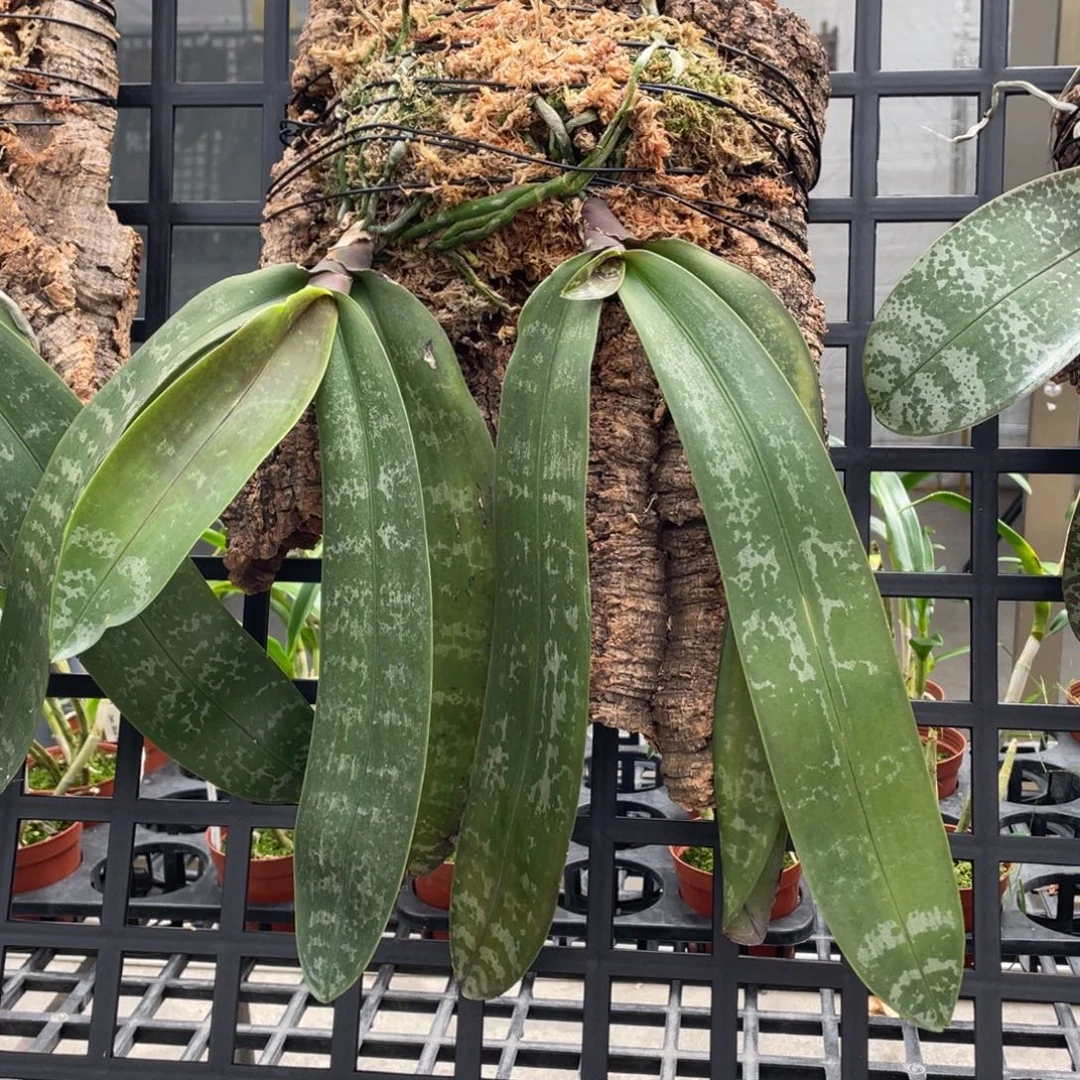 当前无花栽培后可以开花