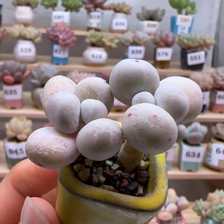 416原始奶满38包邮（除新疆 西藏 内蒙）