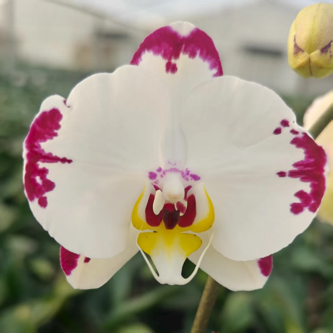 {海蓝之迷}  蝴蝶兰  带花带花苞（大花型）