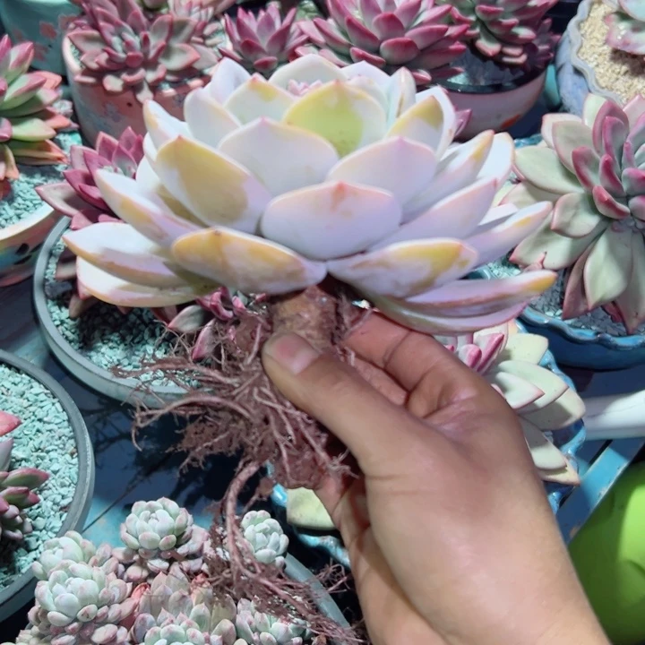 精品多肉植物老桩