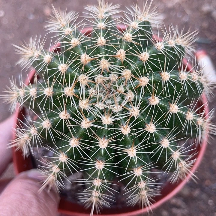 实生彩草带盆土发货