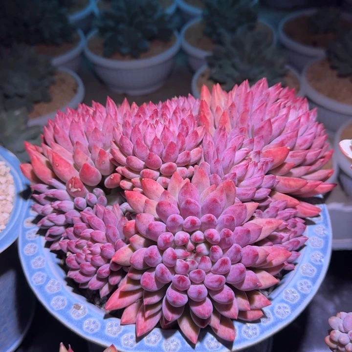 流沙体 虞美人 群生 一物一拍