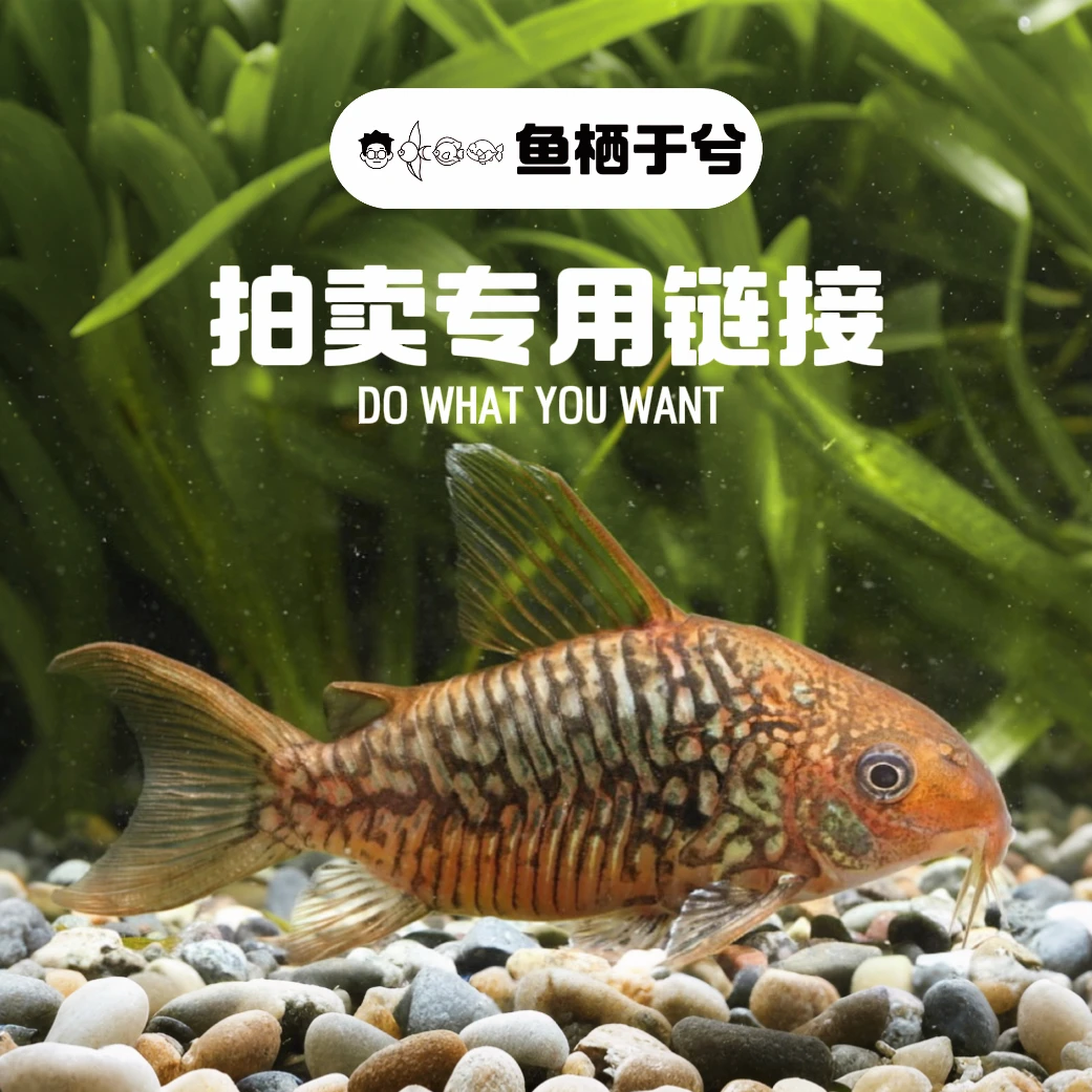 鱼栖于兮 500元-1000元南美鱼热带鱼