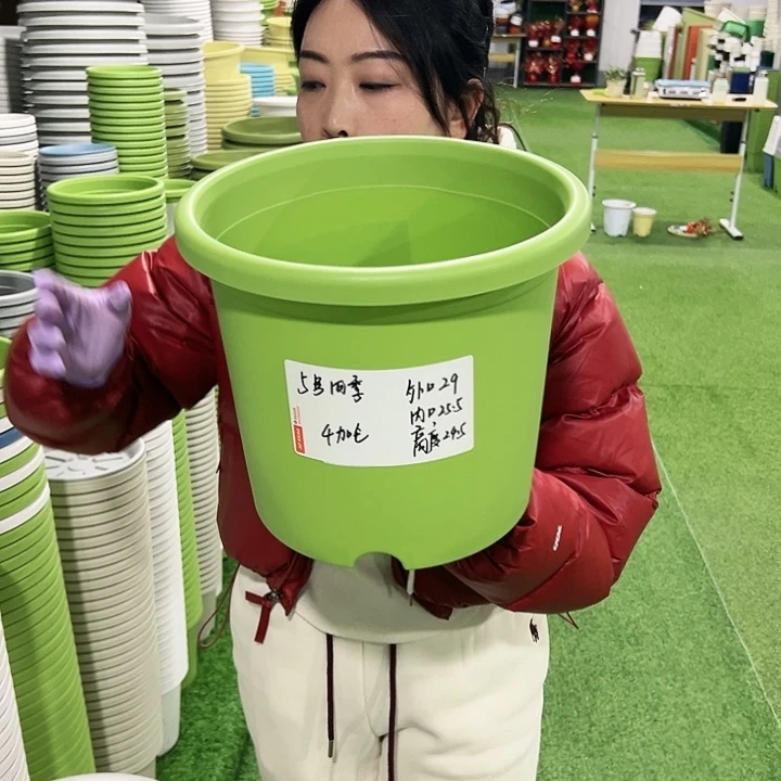 特价5号四季口29高24.5果绿5只无托