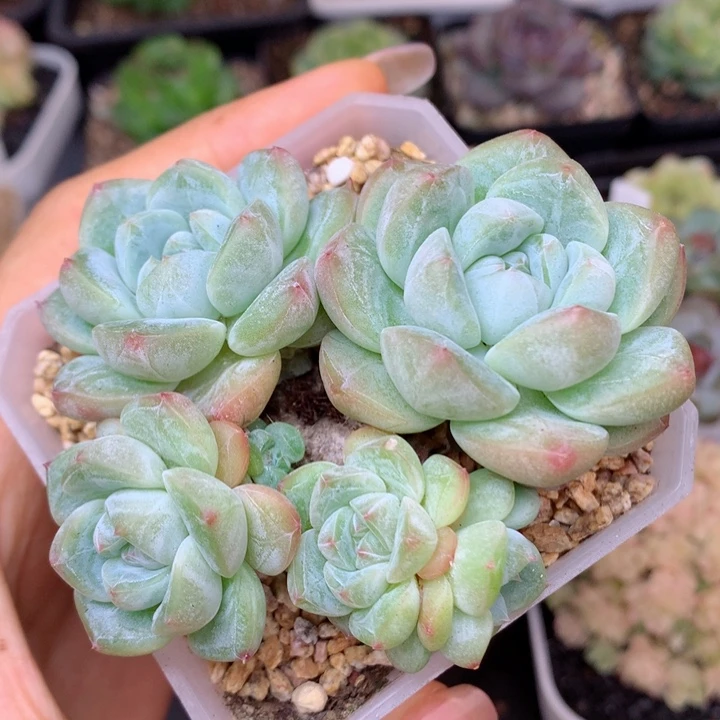 58包邮  群生不包整31