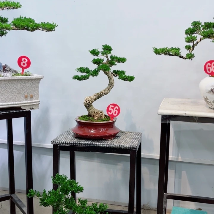 无花朵精品黄杨老桩