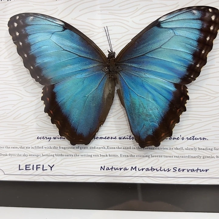 夏***冰蝴蝶标本定制166@