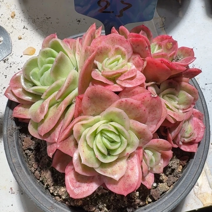 23号冰玫瑰锦红红火火