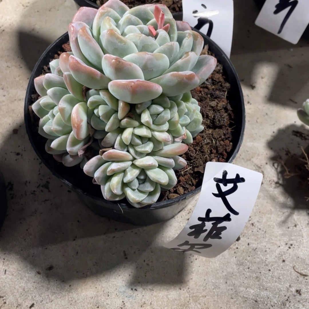 艾菲尔专拍冰玉手捧群生寄养