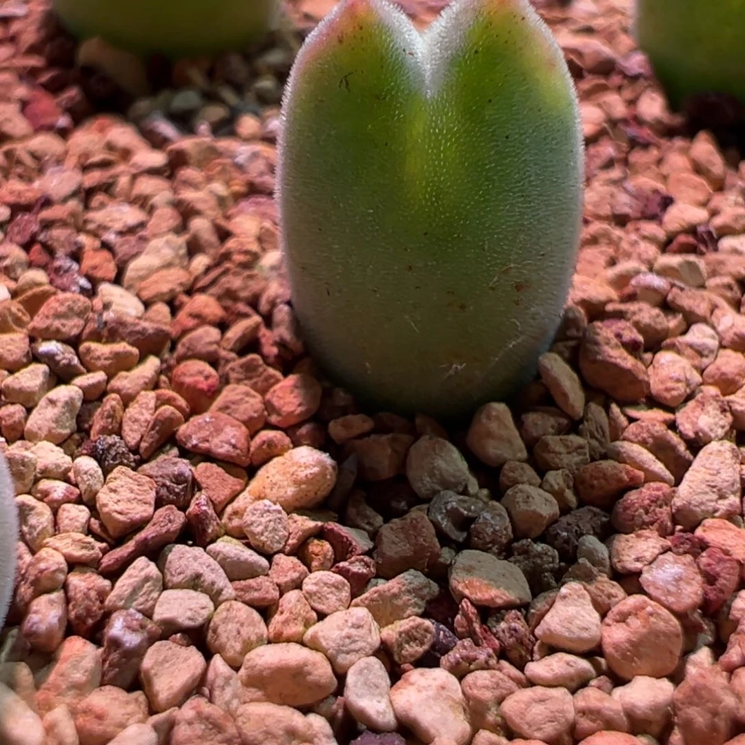 E*空蝉，肉锥植物
