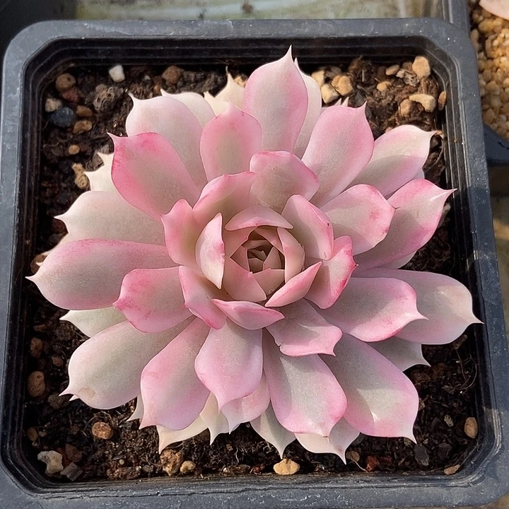 粉蝶锦多肉植物的