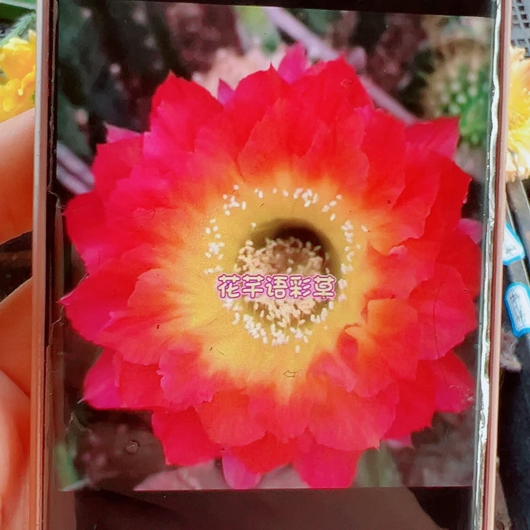 彩草花千语侧芽 20 包邮
